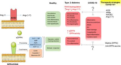 DPP4 and ACE2 in Diabetes and COVID-19: Therapeutic Targets for Cardiovascular Complications?